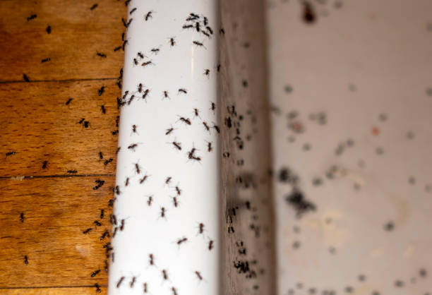 Best Bed Bug Extermination  in Fairview, OK