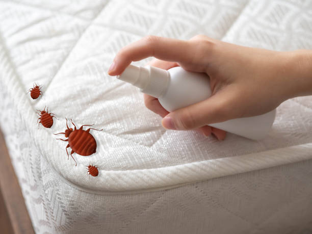 Best Local Pest Control Services  in Fairview, OK