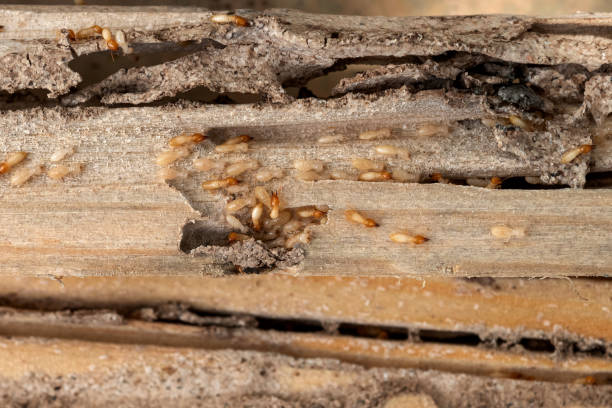 Wasp Removal Services in Fairview, OK
